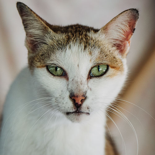 Rescue cat Ella