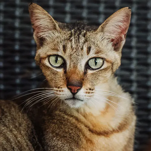 Rescued cat Big Bang