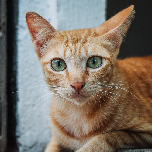 Rescue cat Mango