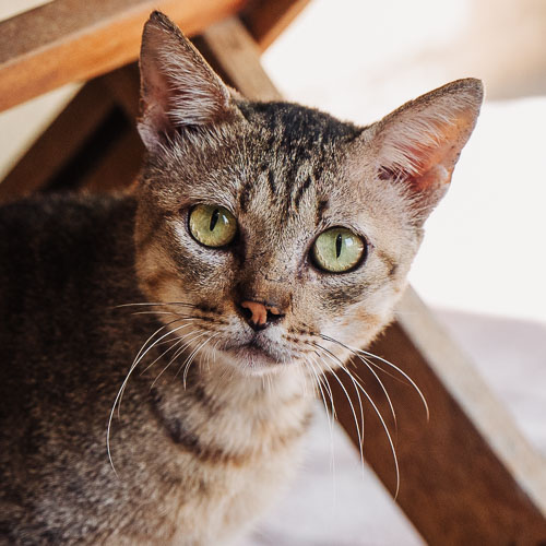 Rescue cat Zsolti