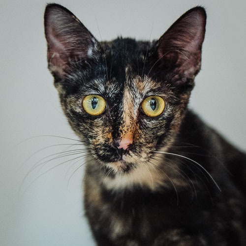 Rescue cat Ava