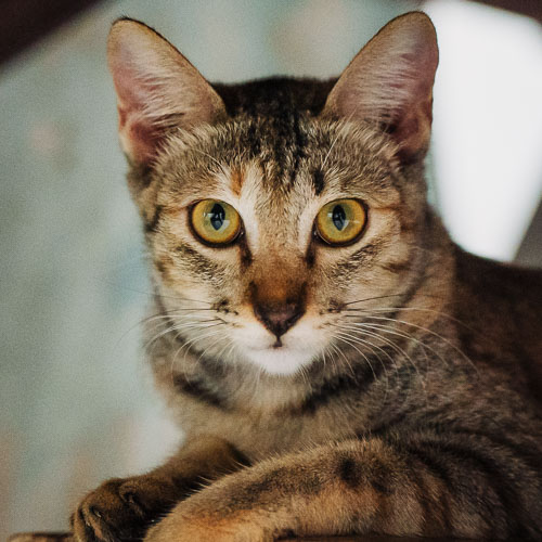Rescue cat Abi