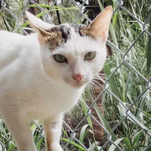 Rescued cat Mr. Pierre