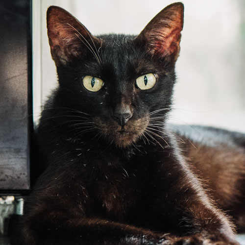 Rescue cat Batman