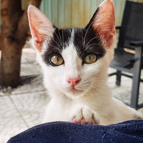 Rescue cat Tilly
