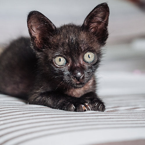 Rescue cat Miracle Cole