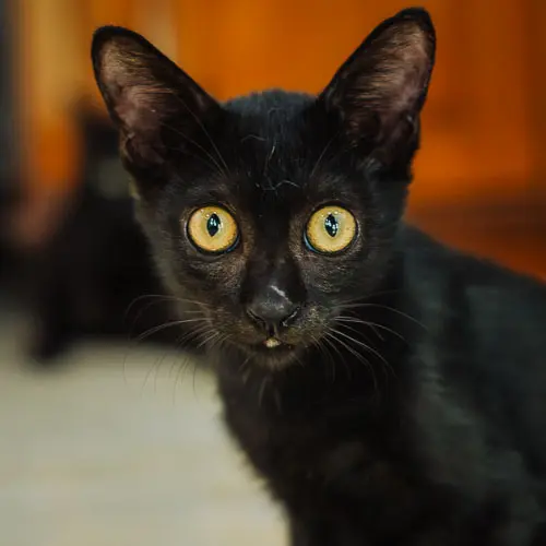 Rescue cat Miracle Cole