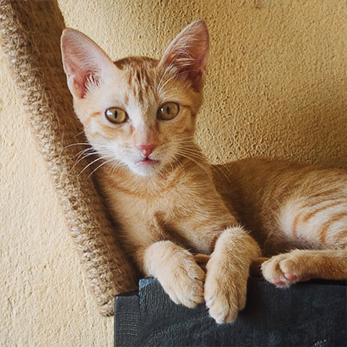 Rescue cat Lune
