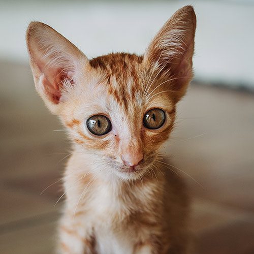 Rescue cat Tim