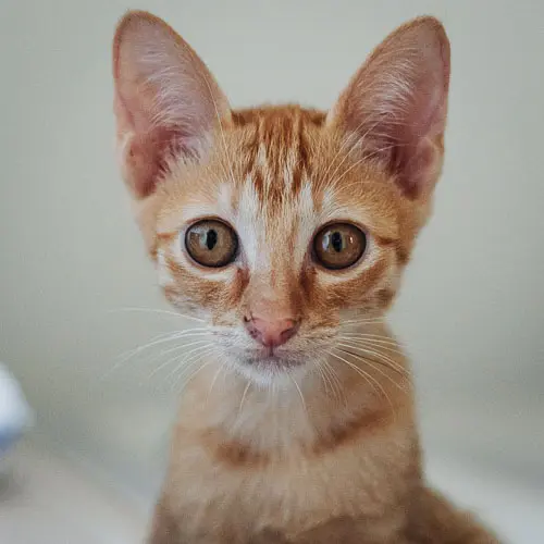 Rescued cat Tim