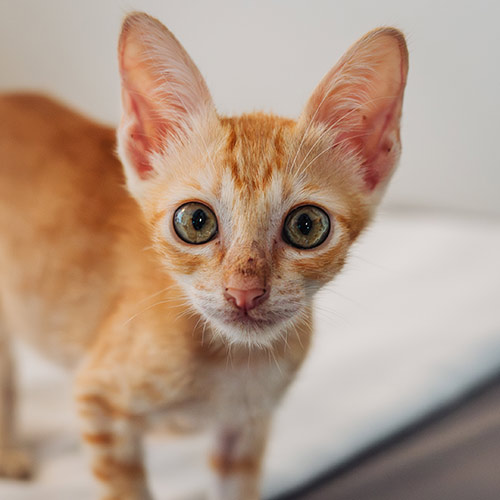Rescue cat Tom