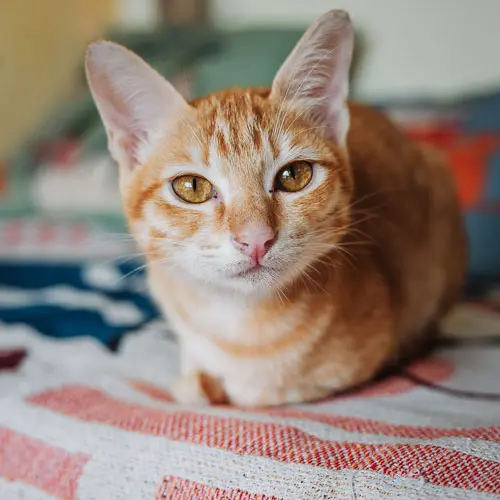 Rescued cat Tom