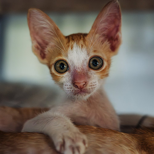 Rescue cat Theo
