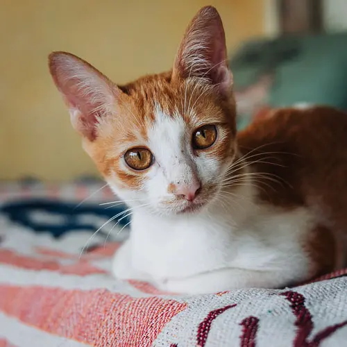 Rescued cat Theo