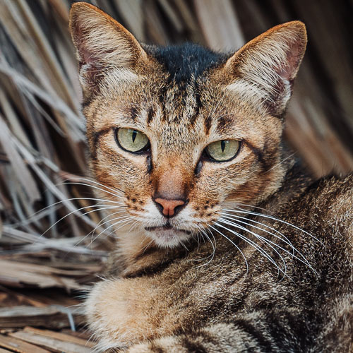 Rescue cat Bing