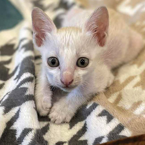 Rescue cat Dave