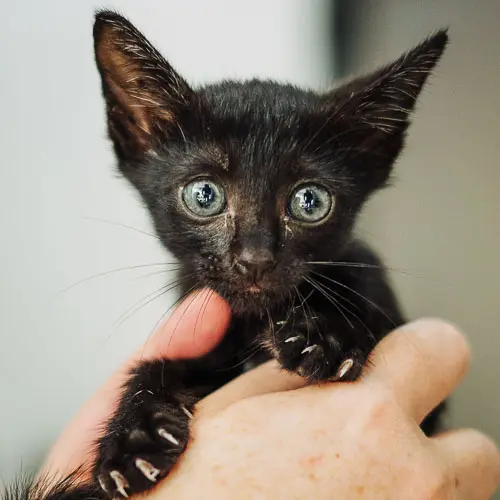 Rescued cat Queenie