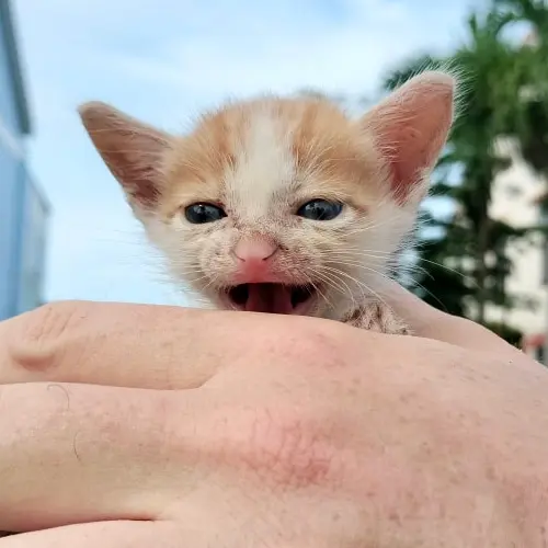 Rescued cat Charlie