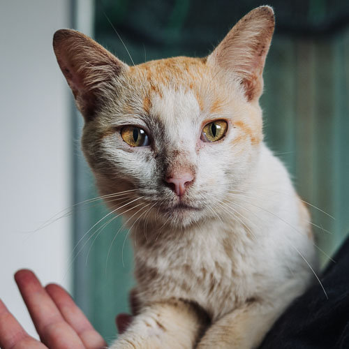 Rescued cat Romeo