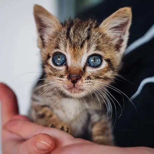 Rescued cat Fizzy