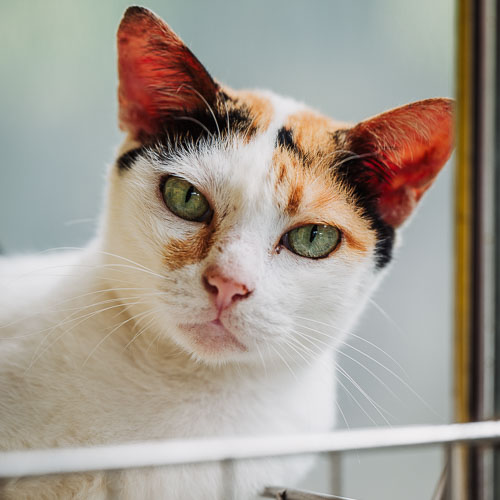Rescue cat Penny