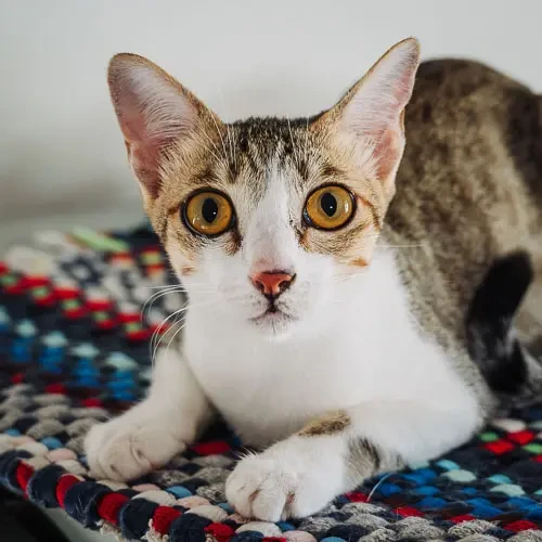 Rescue cat Minnie