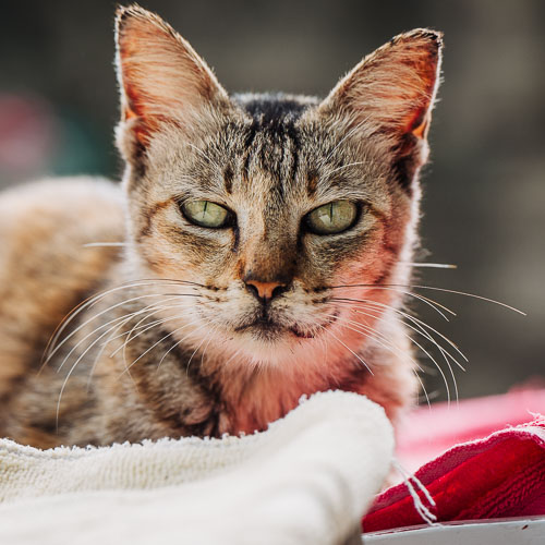 Rescue cat Piglet