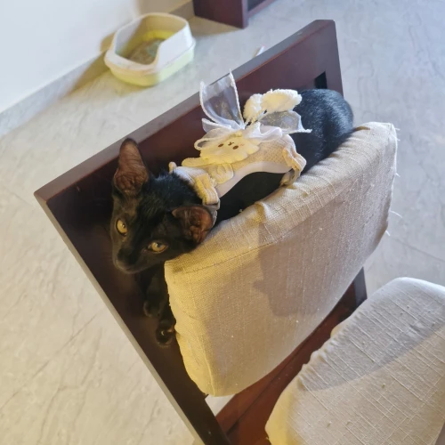 Rescue cat Prince