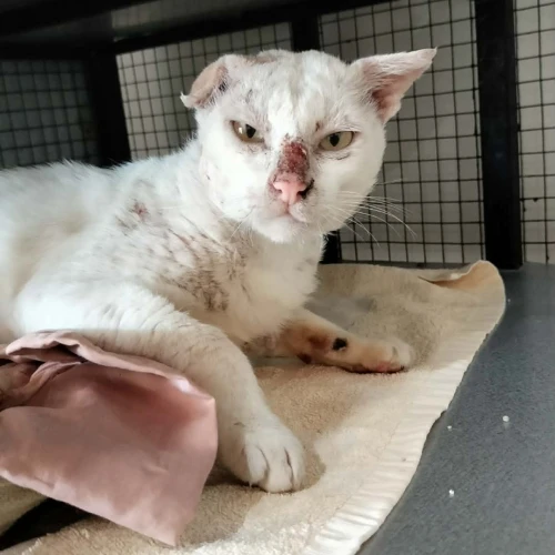 Rescued cat Big White