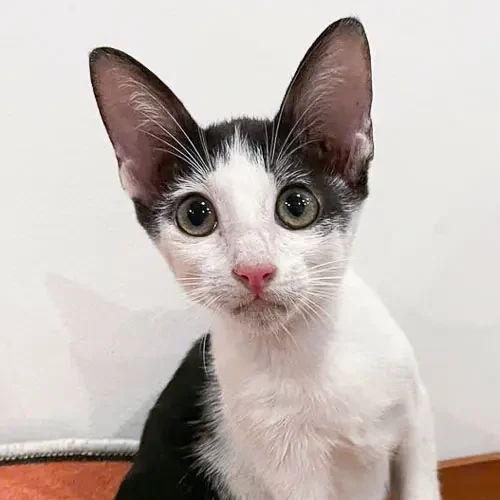 Rescue cat Yo Yo