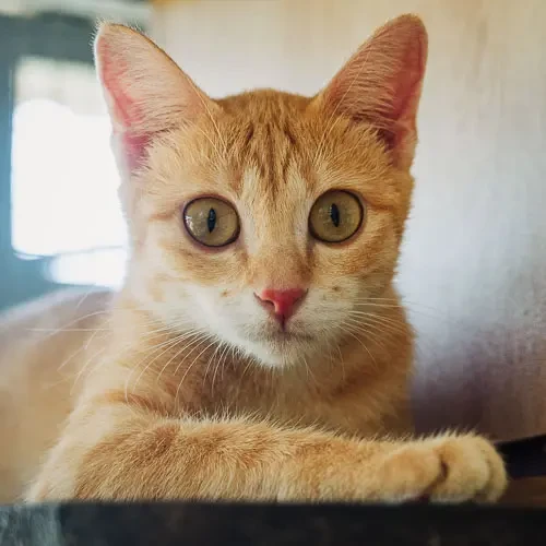 Rescue cat Seven