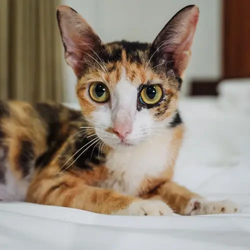 Rescued cat 390
