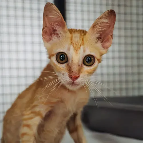 Rescued cat Nugget