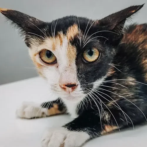 Rescued cat Cindy