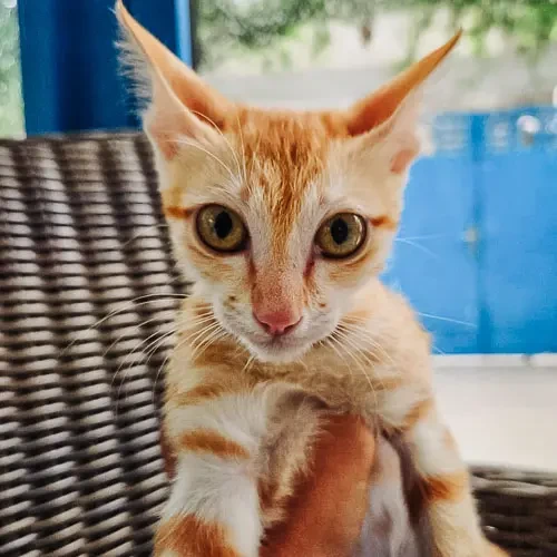 Rescue cat Juju