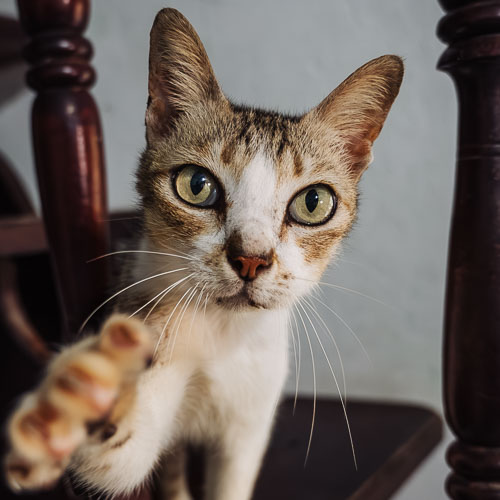 Rescue cat Thumper