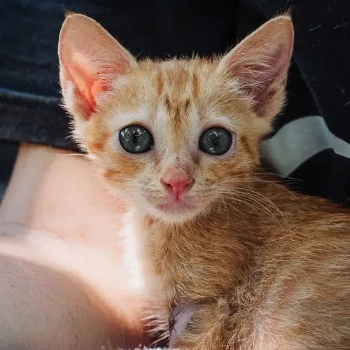 Rescued cat Louise