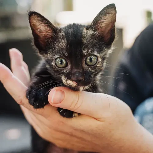 Rescue cat Thelma