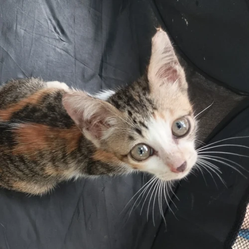 Rescued cat Daisy Duck