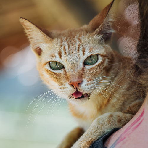 Rescue cat Crouchie