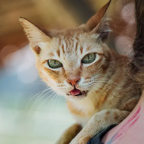 Rescued cat Crouchie