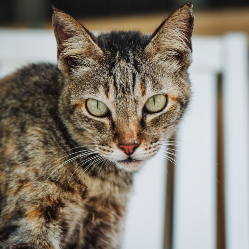 Rescue cat Dotty