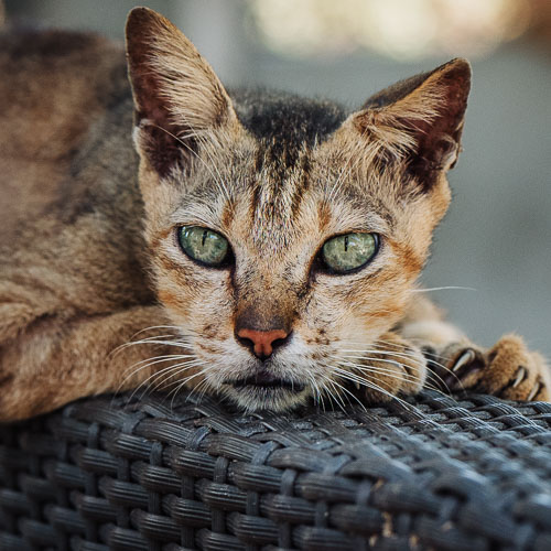 Rescue cat Rocky