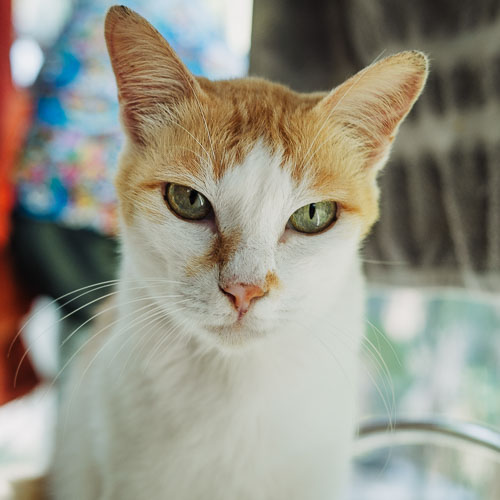 Rescue cat Jam