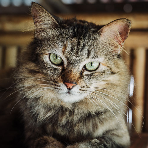 Rescue cat Layla