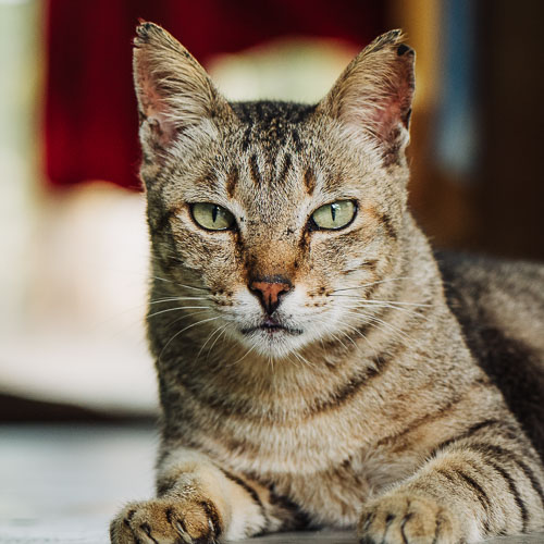 Rescue cat Luke