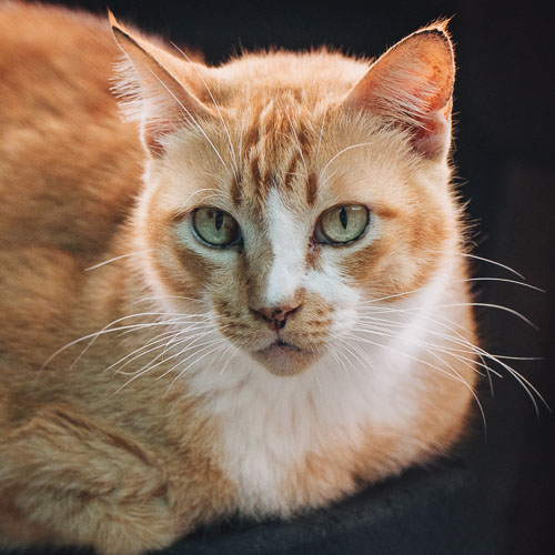 Rescue cat Pumpkin