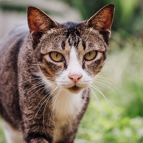 Rescue cat Rolly