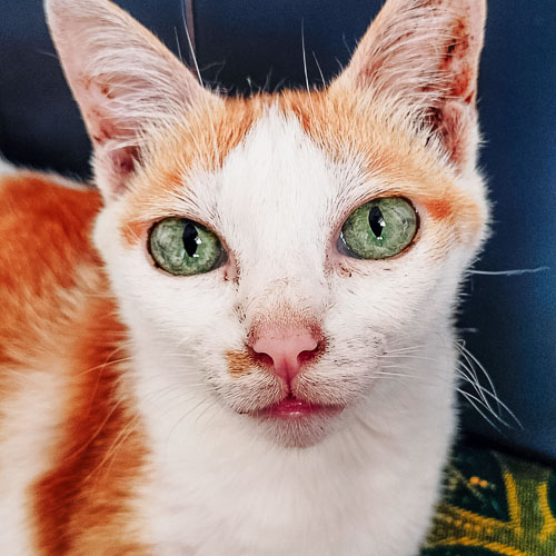 Rescue cat Rexie