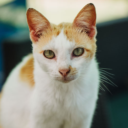Rescue cat Moppi